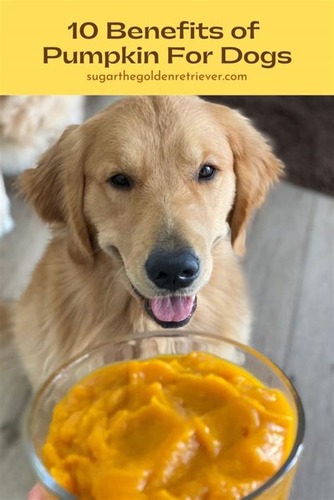 10 Benefits Of Pumpkin For Dogs Golden Woofs