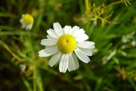 Chamomile Flower Meaning in the language of flowers - SimplyBeyondHerbs