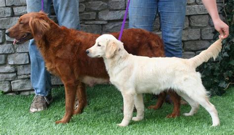 10 Things You Need To Know About The Miniature Golden Retriever