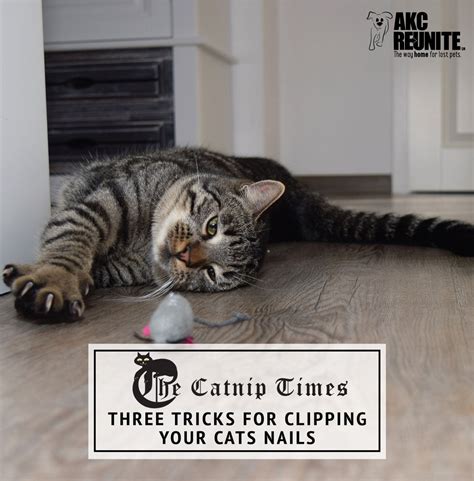 Purr-Fectly Clipped: 7 Steps To Safe, Stress-Free Cat Nail Trimming At Home