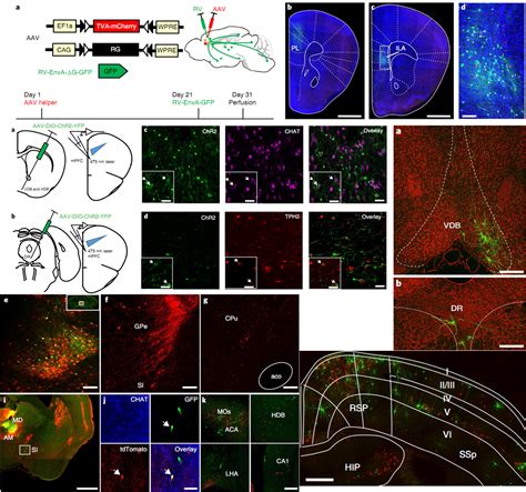 A Whole Brain Map Of Long Range Inputs To Gabaergic Interneur Brainvta