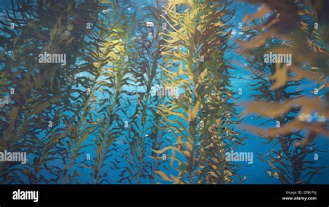 kelp forest, giant brown algae seaweed Stock Photo - Alamy