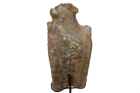 10" Sauropod (Camarasaurus) Caudal Vertebra - Colorado (#280327) For ...