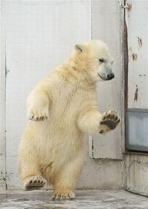 Funny Dance Of A Polar Bear Pics Izismile