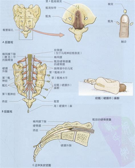 骶尾部解剖图骶尾部解剖 伤感说说吧