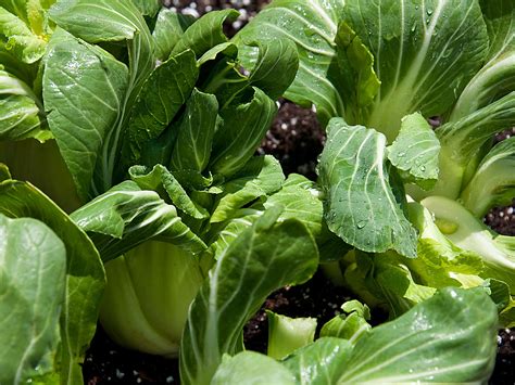 How To Grow Bok Choy