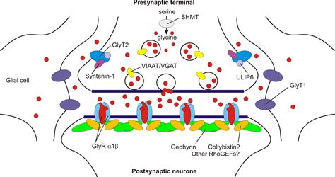 Frontiers A Critical Role For Glycine Transporters In