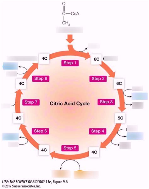 Citric Acid Cycle Chemical Structures Diagram Krebs Cycle L