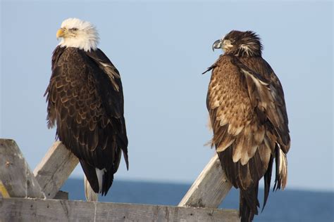 Mature And Immature Eagles Juvenile Bald Eagles Do Not Hav Flickr