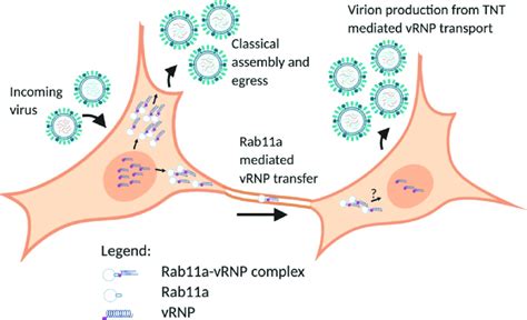 Working Model For Rab A Mediated Vrnp Transport Across Tnts Vrnp