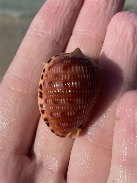 Reticulated Cowry Helmet From North Atlantic Ocean Saint Mary