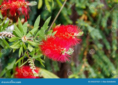 Red Bottlebrush Flowers Stock Image Image Of Bottlebrush 293237521