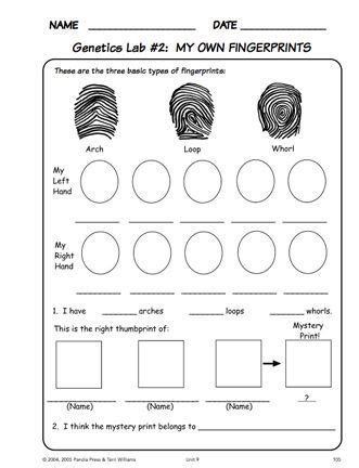 Types Of Fingerprints Activity