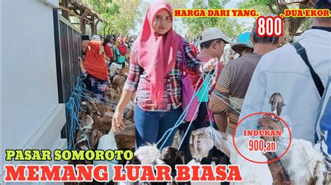 Update Terbaru Harga Kambing Bibitan Jantan Dan Betina Hari Ini Pasar