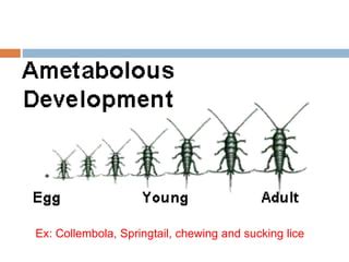 Insect metamorphosis | PPT