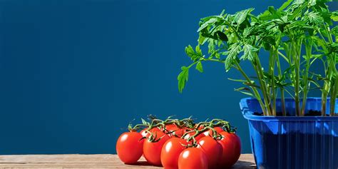 How to Prune Tomato Plants: Tomato Pruning Tips & Benefits