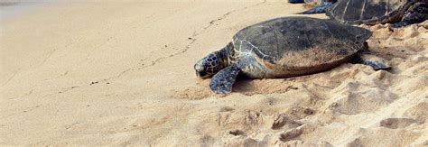 Turtle conservation vacations in 2025 & 2026 | Responsible Travel