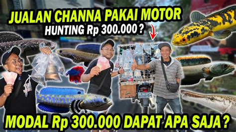 Ketemu Pedagang Motoran Hunting Channa Rp Dapat Apa Youtube