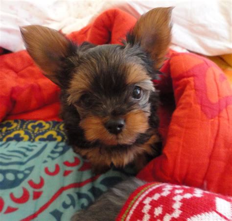 Courtneys Akc Yorkies Puppies 7 Weeks Old