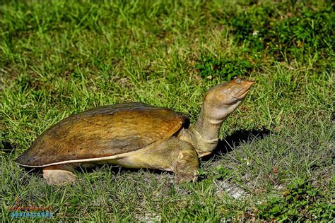 Florida Softshell Turtle Viera Wetlands Turtle Types Of Turtles