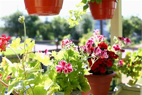 Balkonpflanzen für den schattigen Balkon HeimHelden