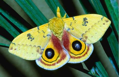 18 Fuzzy, Fluffy or Furry Moth Species With Pictures & Scientific Names ...