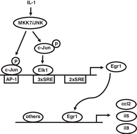 Dual Regulation Of EGR 1 Transcription By The IL 1 JNK MKK7c Jun