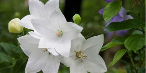 桔梗（キキョウ）の花言葉｜色別の意味や名前の由来を徹底解説 Oggijp