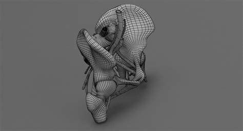 Human Anatomy Female Pelvis Pbr 3d Model 99 3ds Max Dae Fbx