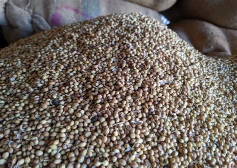 Dried A Grade Brown Coriander Seeds Form Whole At Rs Kg In Gondal