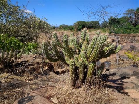 A importância dos cactos presentes na flora da Caatinga Jornal A Praça