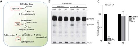 Myriocin And Fumonisin B1 Block Sphingolipid Biosynthesis In RAW