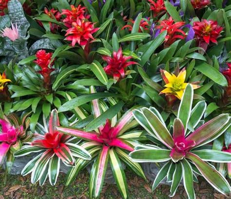 How To Propagate Grow Bromeliads And Their Care Global Gardening Secrets