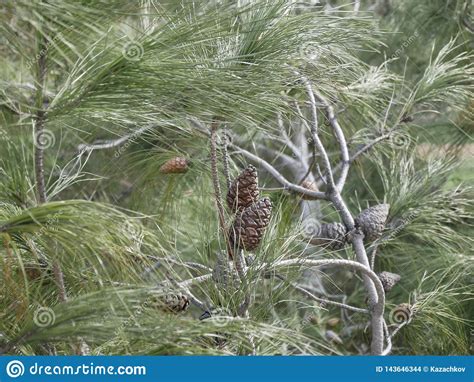 Cono Joven Del Pino En Una Rama Con Las Agujas Largas Foto De Archivo