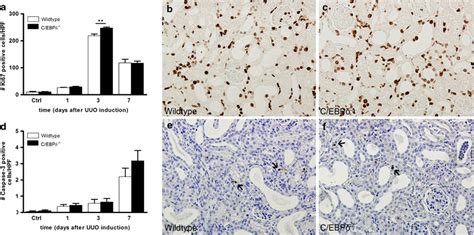 C Ebp Deficiency Slightly Influences The Balance Between Proliferation