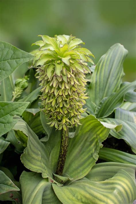 Eucomis Bicolor Variegated Pineapple Lily Bulbous Flowering Plant Stock