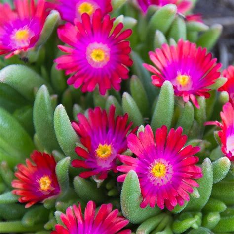 Best Ice Plant Ground Cover - ground cover is best