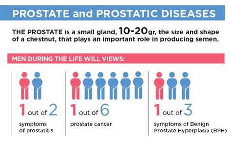 Prostate Is It An Ally Or An Enemy In Sex Isud