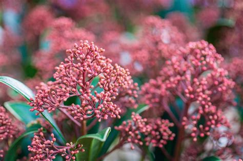 Skimmia Japonica Rubella — Plantamus Vivero Online