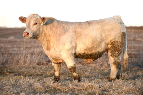 Charolais Bull for Sale | The Pulse