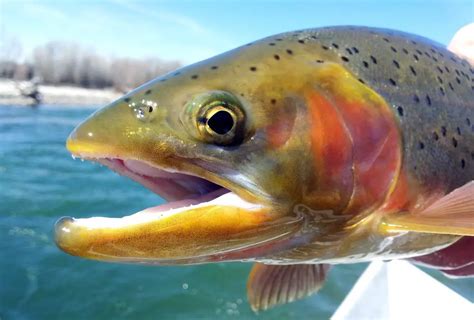 How To Catch Trout In A Lake Top Fishing Methods And Tips