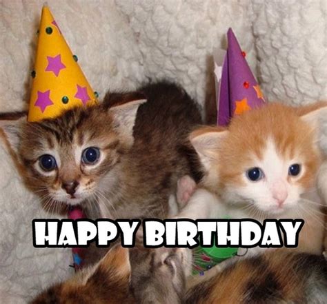 100 Best Happy Birthday Cat Memes & Images – The Random Vibez