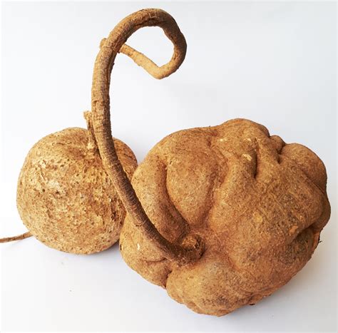8 Usages of Pueraria Mirifica that Actually Works