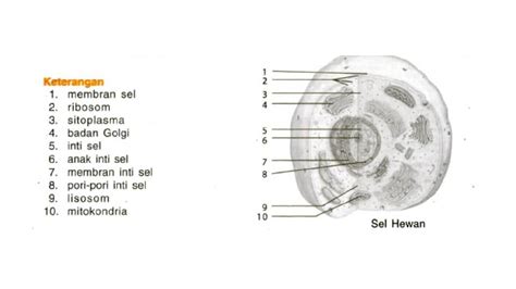 Mengenal Struktur Sel Hewan dan Fungsinya Disertai Gambar