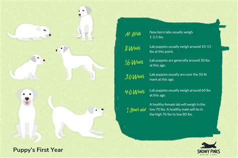 Labrador Weight Chart By Age Cheapest Factory My