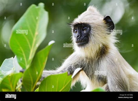 Sri Hanuman Fotograf As E Im Genes De Alta Resoluci N Alamy