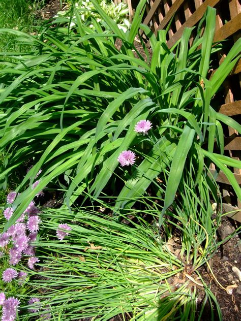 great hunt monocot backyard