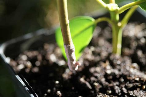 How To Propagate Rhododendron From Cuttings Farmhouse And Blooms