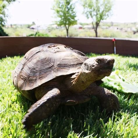 How To Build A Desert Tortoise Habitat - All Turtles