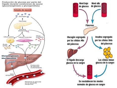 Diapositivas De Metabolismo De Carbohidratos Biochemistry Map Study